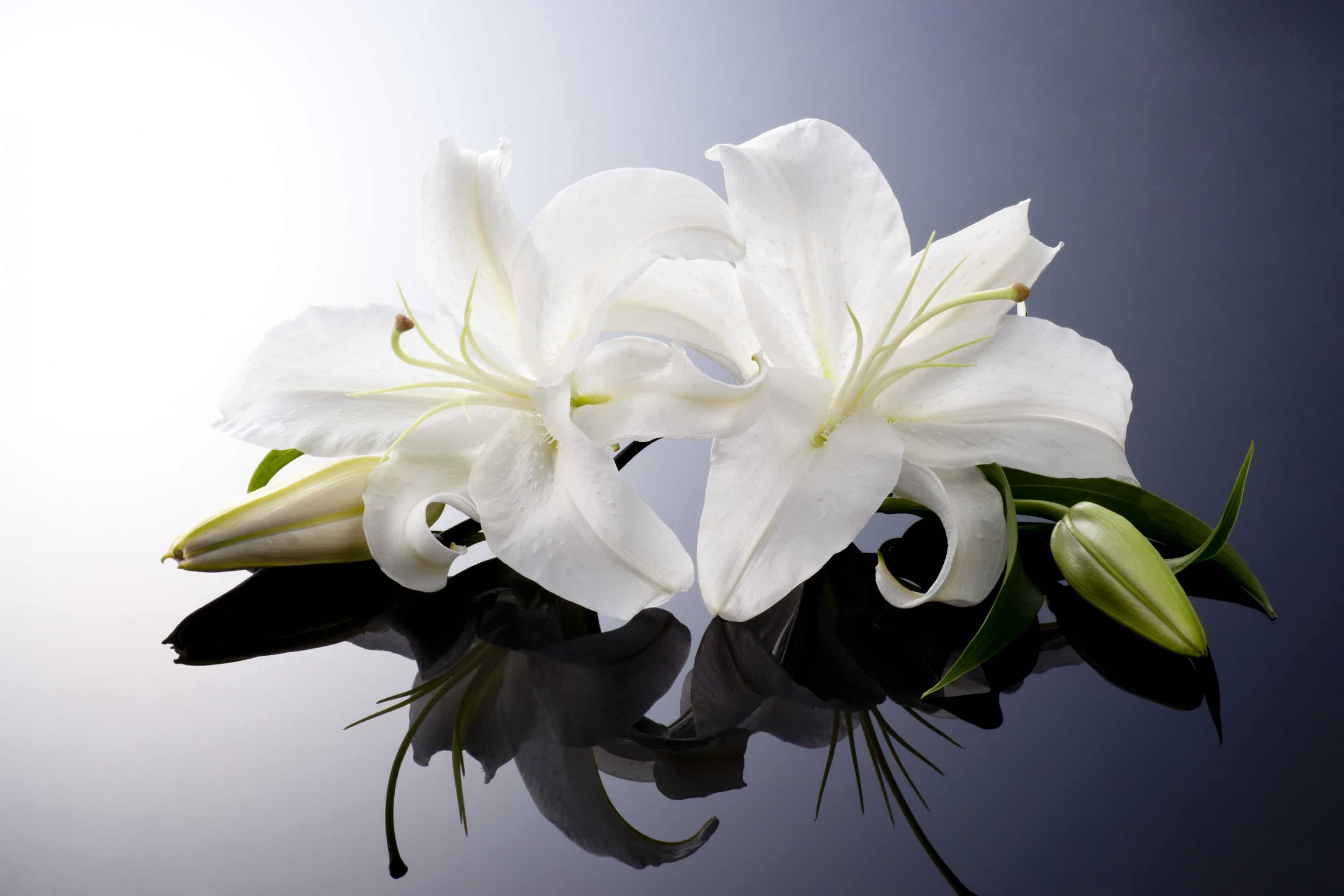 When Someone Dies - Arthur W. Mays - Independent Family Funeral Director